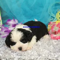 Shiva Male 2, a male Shichon for sale in Rock Rapids, IA – 2 of 2