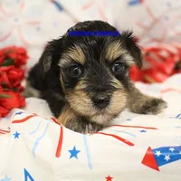 Pumpkin Female 1, a female Morkie for sale in Rock Rapids, IA – 2 of 2
