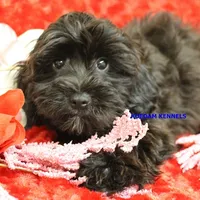 Ebony Male 5, a male Yorkshire Terrier and Poodle - Miniature  for sale in Rock Rapids, IA – Photo 1 of 2