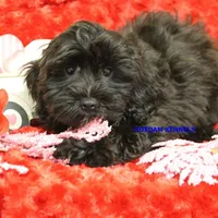 Ebony Male 5, a male Yorkshire Terrier and Poodle - Miniature  for sale in Rock Rapids, IA – Photo 2 of 2