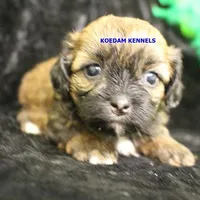 Eve Female 2, a female Shihpoo for sale in Rock Rapids, IA – Photo 2 of 2