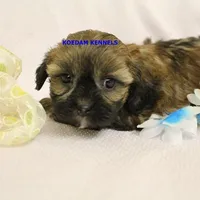 Eve Female 2, a female Shihpoo for sale in Rock Rapids, IA – Photo 5 of 5