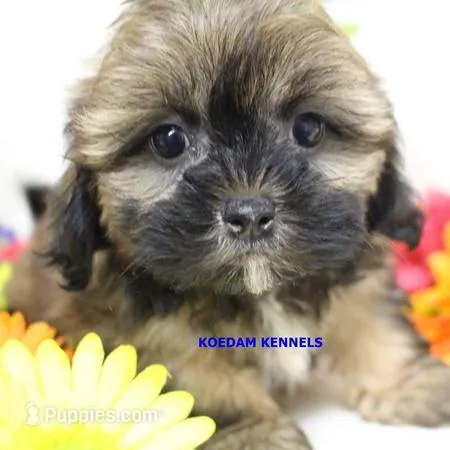 Eve Female 2 – Shihpoo puppy for sale in Rock Rapids, IA