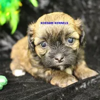 Eve Female 2, a female Shihpoo for sale in Rock Rapids, IA – Photo 1 of 2