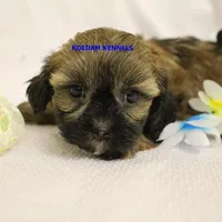 Eve Female 2, a female Shihpoo for sale in Rock Rapids, IA – Photo 2 of 5