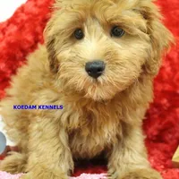 Ebony Male 2, a male Yorkshire Terrier and Poodle - Miniature  for sale in Rock Rapids, IA – Photo 1 of 5