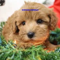 Ebony Male 2, a male Yorkshire Terrier and Poodle - Miniature  for sale in Rock Rapids, IA – Photo 4 of 5