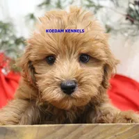 Ebony Male 2, a male Yorkshire Terrier and Poodle - Miniature  for sale in Rock Rapids, IA – Photo 2 of 5