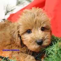 Ebony Male 2, a male Yorkshire Terrier and Poodle - Miniature  for sale in Rock Rapids, IA – Photo 5 of 5