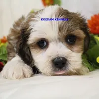 Noel Male 1, a male Shichon for sale in Rock Rapids, IA – Photo 1 of 4