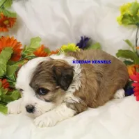 Noel Male 1, a male Shichon for sale in Rock Rapids, IA – Photo 3 of 4