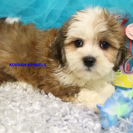 Noel Male 1 – Shichon puppy for sale in Rock Rapids, IA