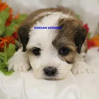 Noel Male 1, a male Shichon for sale in Rock Rapids, IA – Photo 2 of 4