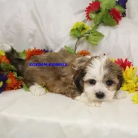 Noel Male 1, a male Shichon for sale in Rock Rapids, IA – Photo 4 of 4