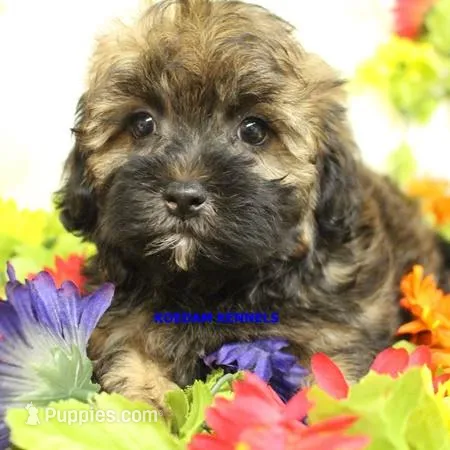 Eve Male – Shihpoo puppy for sale in Rock Rapids, IA