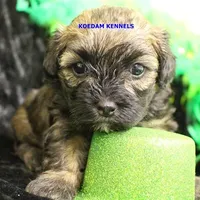 Eve Male, a male Shihpoo for sale in Rock Rapids, IA – Photo 1 of 2