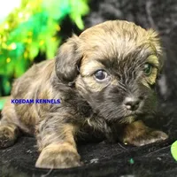 Eve Male, a male Shihpoo for sale in Rock Rapids, IA – Photo 2 of 2