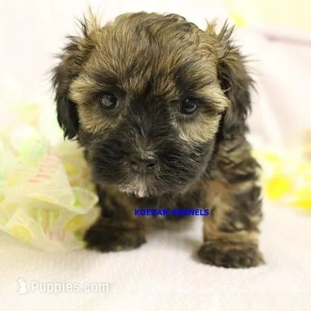 Eve Male – Shihpoo puppy for sale in Rock Rapids, IA