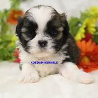 Luisa Female 3, a female Shih Tzu for sale in Rock Rapids, IA – Photo 2 of 2