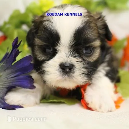 Luisa Female 3 – Shih Tzu puppy for sale in Rock Rapids, IA