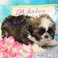 Luisa Female 3, a female Shih Tzu for sale in Rock Rapids, IA – 4 of 4