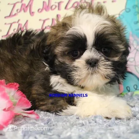 Luisa Female 3 – Shih Tzu puppy for sale in Rock Rapids, IA