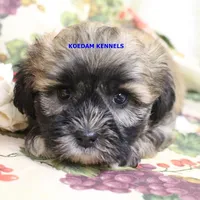 Eris Female 2, a female Shihpoo for sale in Rock Rapids, IA – 2 of 5