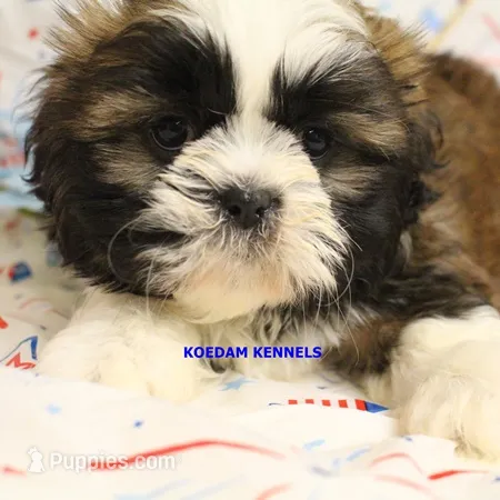 Zulu Male 2 – Shih Tzu puppy for sale in Rock Rapids, IA