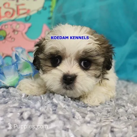 Firework Female 1 – Mal Shi puppy for sale in Rock Rapids, IA