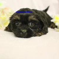 Eve Female 4, a female Shihpoo for sale in Rock Rapids, IA – Photo 5 of 5