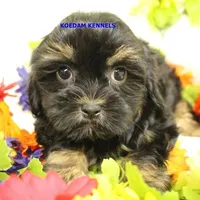 Eve Female 4, a female Shihpoo for sale in Rock Rapids, IA – Photo 1 of 5