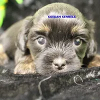 Eve Female 4, a female Shihpoo for sale in Rock Rapids, IA – Photo 2 of 2