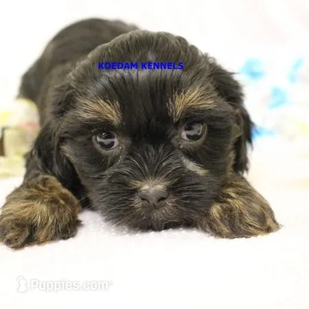 Eve Female 4 – Shihpoo puppy for sale in Rock Rapids, IA