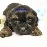 Eve Female 4, a female Shihpoo for sale in Rock Rapids, IA – Photo 2 of 5