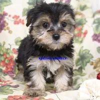 Pumpkin Male 2, a male Morkie for sale in Rock Rapids, IA – 4 of 4