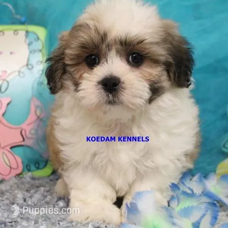 Frenchy Male 1 – Shichon puppy for sale in Rock Rapids, IA