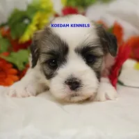 Frenchy Male 1, a male Shichon for sale in Rock Rapids, IA – Photo 1 of 2