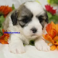 Frenchy Male 1, a male Shichon for sale in Rock Rapids, IA – Photo 2 of 2