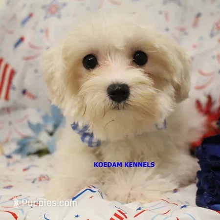 Piper Male 2 – Maltese puppy for sale in Rock Rapids, IA