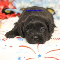 Eris Female 3, a female Shihpoo for sale in Rock Rapids, IA – 2 of 2