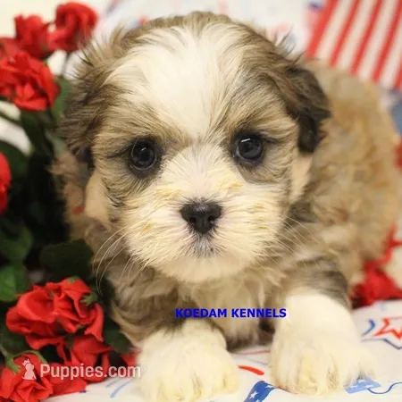 Tickles Female 2 – Mal Shi puppy for sale in Rock Rapids, IA