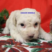 Bali Male 2, a male Bichon Frise and Poodle - Miniature  for sale in Rock Rapids, IA – Photo 4 of 6