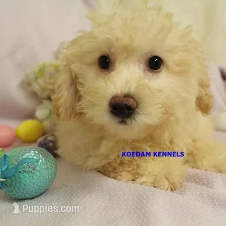 Bali Male 2 – Bichon Frise, Poodle - Miniature  puppy for sale in Rock Rapids, IA
