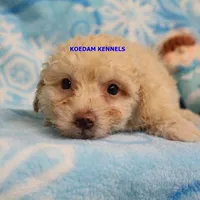 Bali Male 2, a male Bichon Frise and Poodle - Miniature  for sale in Rock Rapids, IA – Photo 3 of 6