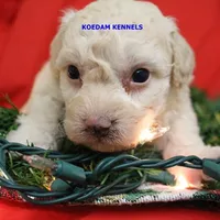 Bali Male 2, a male Bichon Frise and Poodle - Miniature  for sale in Rock Rapids, IA – Photo 5 of 6