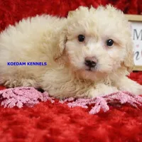 Bali Male 2, a male Bichon Frise and Poodle - Miniature  for sale in Rock Rapids, IA – Photo 2 of 6