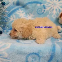 Bali Male 2, a male Bichon Frise and Poodle - Miniature  for sale in Rock Rapids, IA – Photo 6 of 6