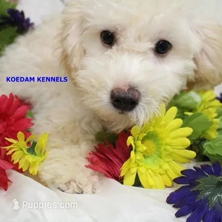 Bali Male 2 – Bichon Frise, Poodle - Miniature  puppy for sale in Rock Rapids, IA