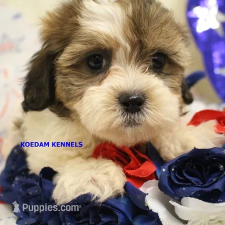 Summer Male 1 – Shichon puppy for sale in Rock Rapids, IA