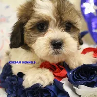 Summer Male 1, a male Shichon for sale in Rock Rapids, IA – 1 of 6